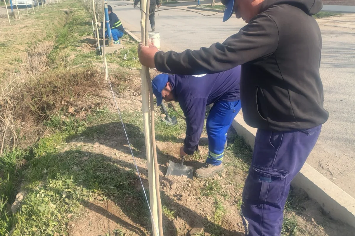 Renovación de espacios públicos en Roca con plantación de árboles
