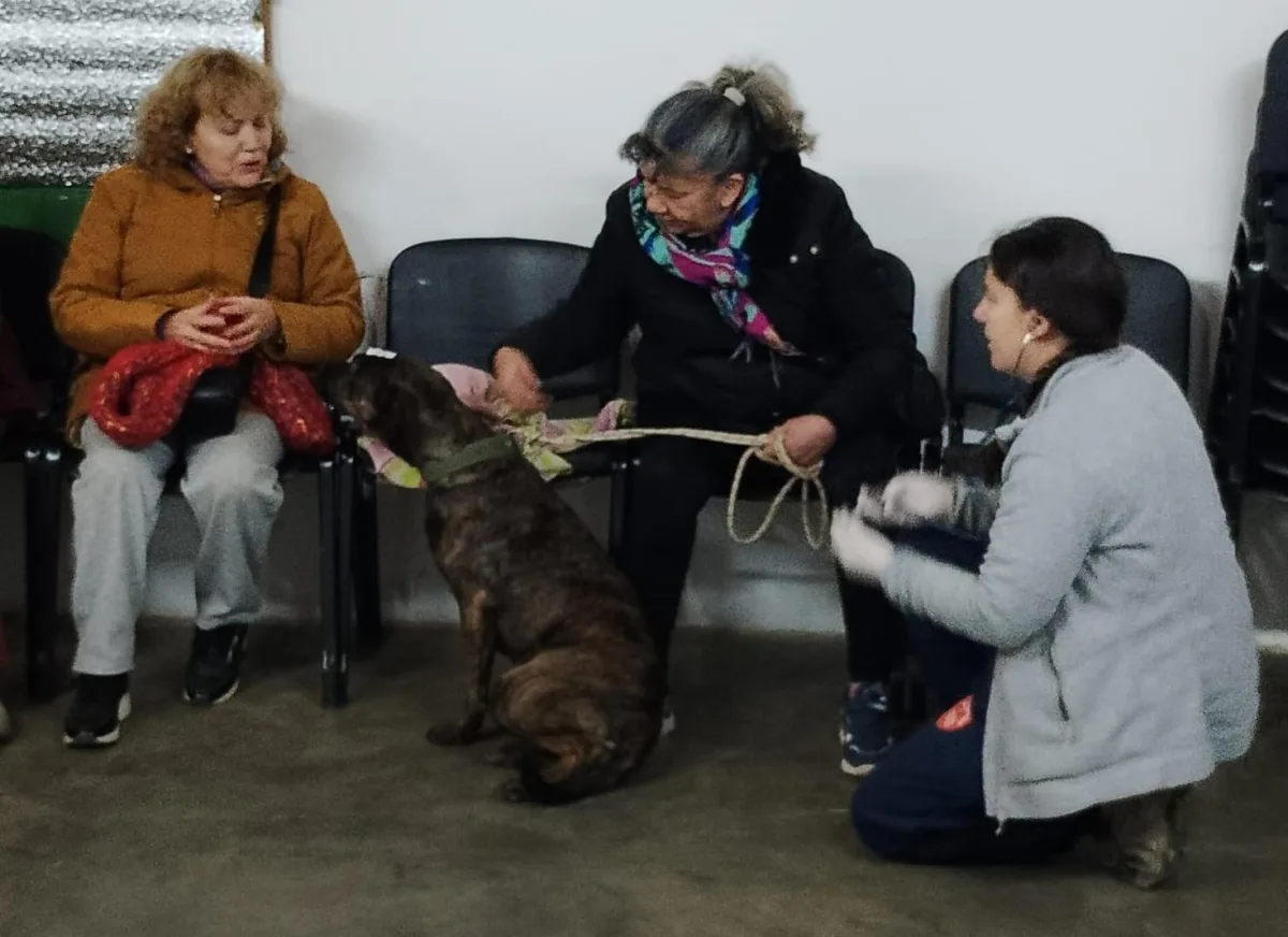 Castración gratuita y teatro para la comunidad en Bariloche