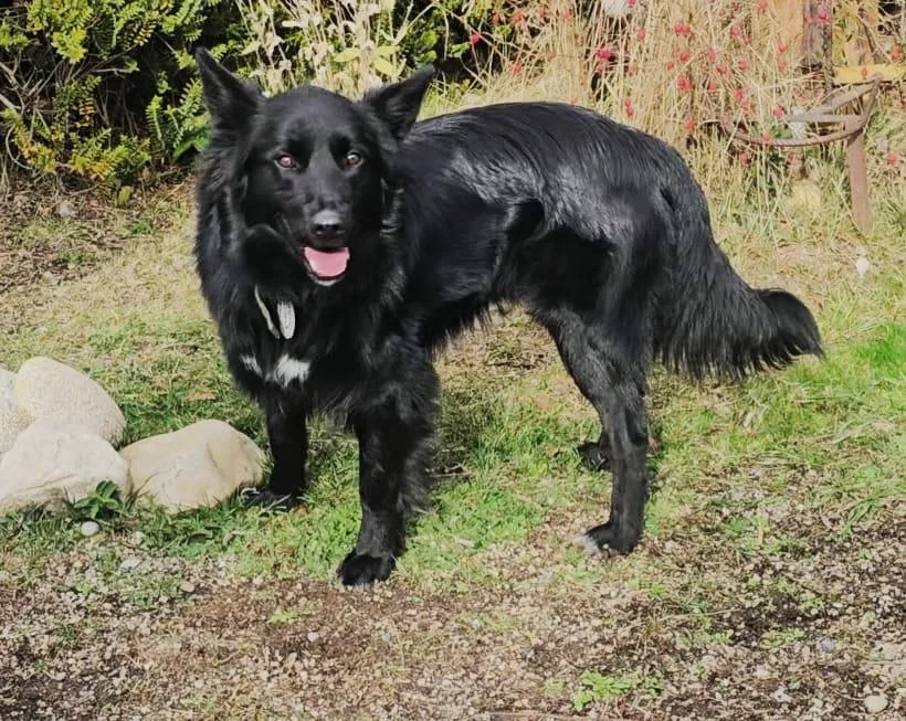 Chimuelo, el perro rescatado, encontró un nuevo hogar en Bariloche