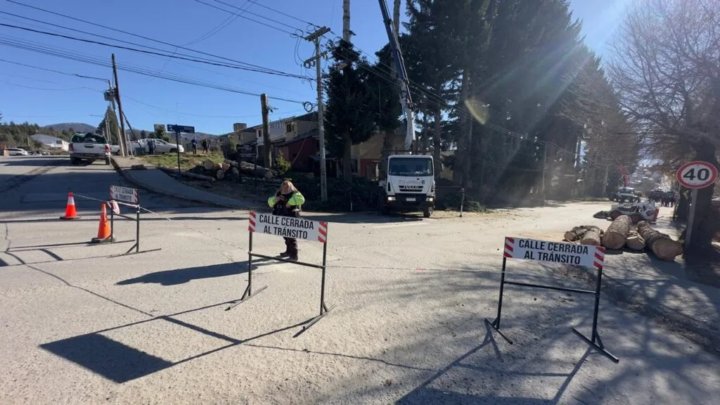Continúan las tareas de seguridad en árboles de gran porte en Bariloche