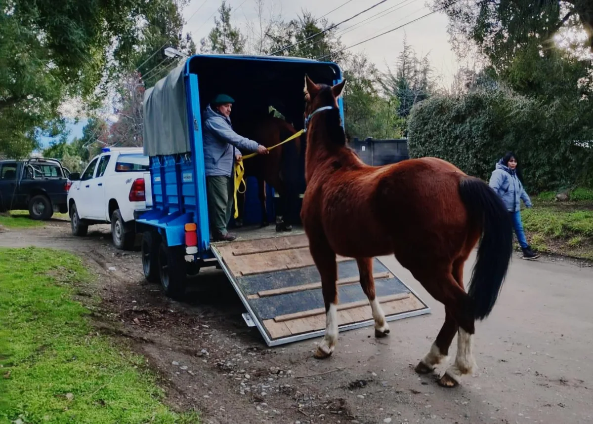 El Municipio resguardó a dos caballos sueltos en Bariloche