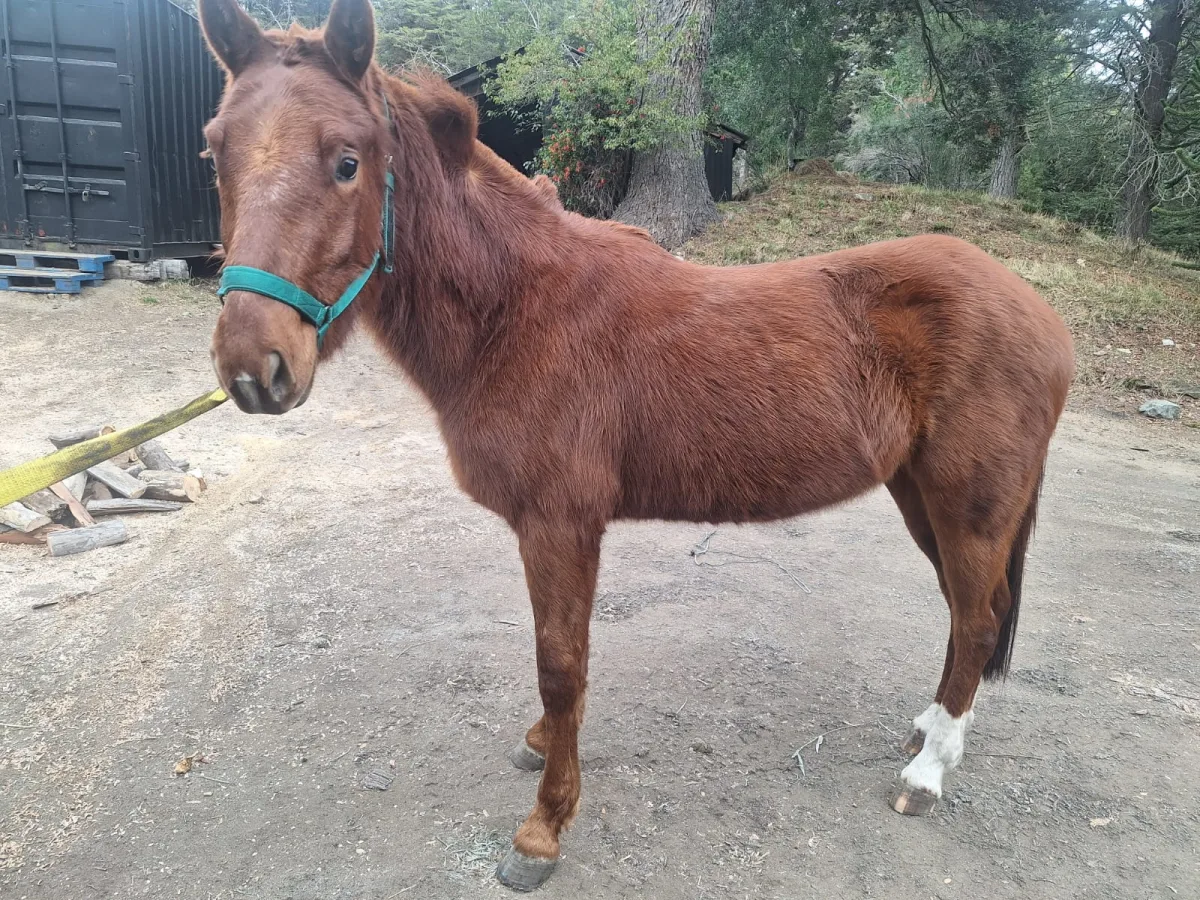 Operativo de captura de equino suelto en Las Chacras