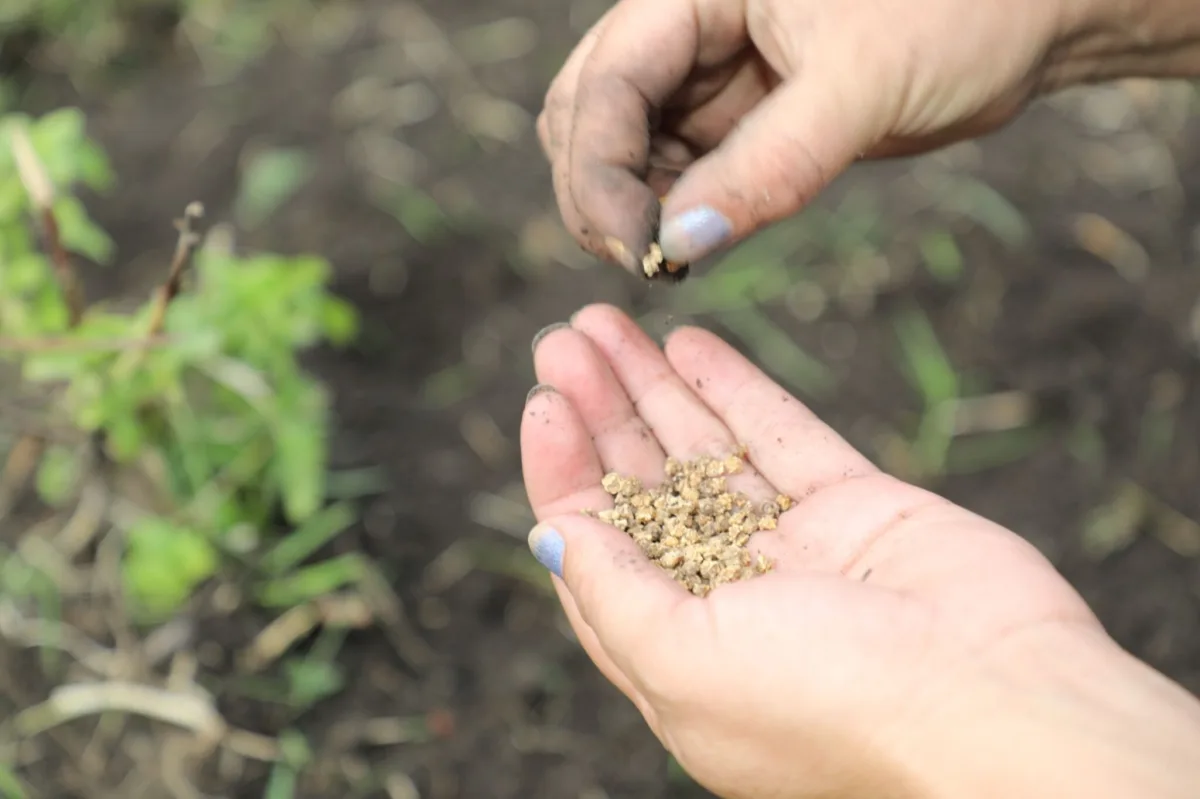 Huertas matanceras: ya se entregan semillas gratuitas para el otoño-invierno