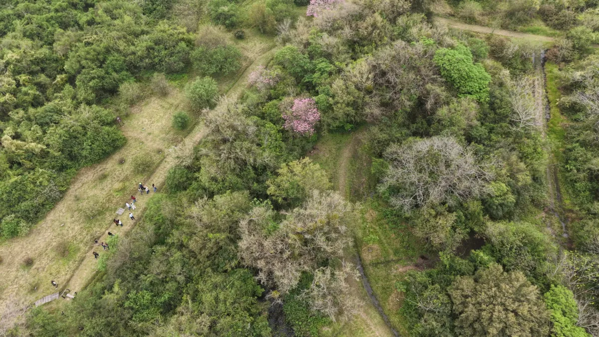 Actividades por el Día del Árbol y concurso fotográfico en Corrientes