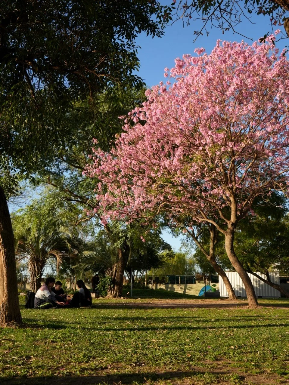 Caminata pedagógica y concurso fotográfico por la Semana del Árbol