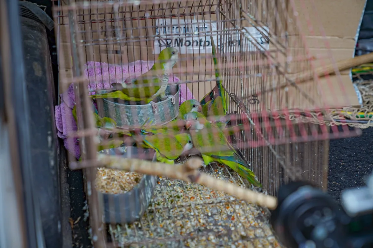 Rescatan 11 cotorras en operativo contra el maltrato animal