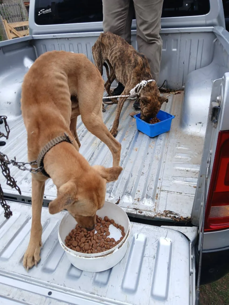 Rescatan perros maltratados en la ciudad y buscan adopción responsable