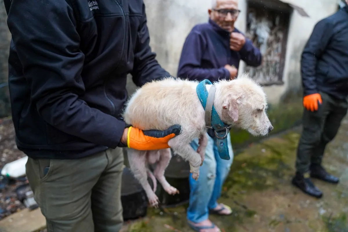 Rescate de perros en Primera Junta: acciones contra el maltrato animal