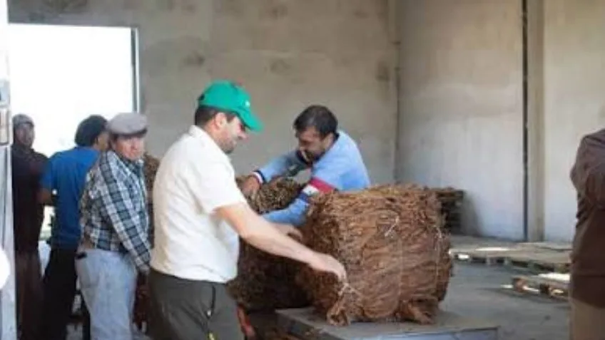 Acreditación de fondos a productores tabacaleros en Goya