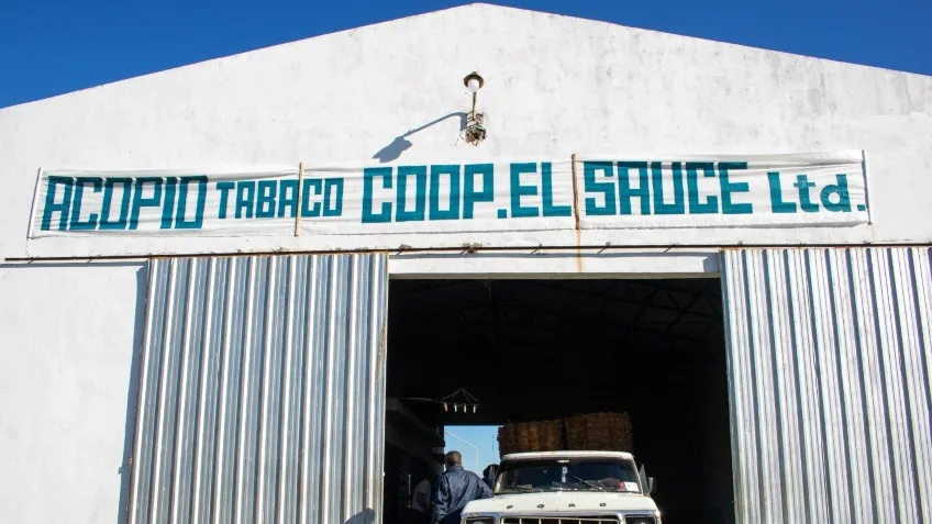 Corrientes reportó más de 1,2 millones de kilos de tabaco en 2025/2026