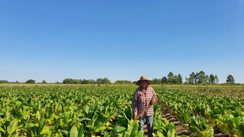 Fondos para productores tabacaleros en Corrientes