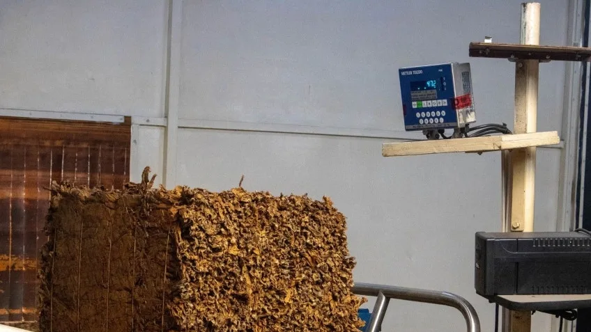 Más de un millón de kilos de tabaco criollo acopiados en Goya