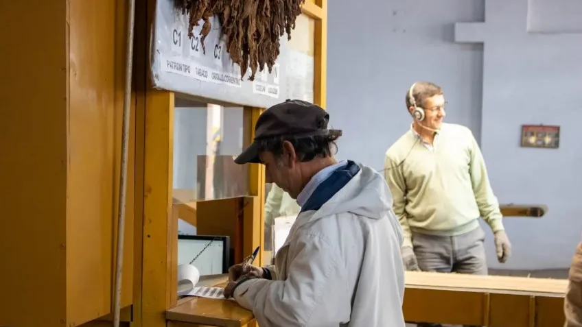 Productores de tabaco recibirán adelanto de 300 pesos esta semana
