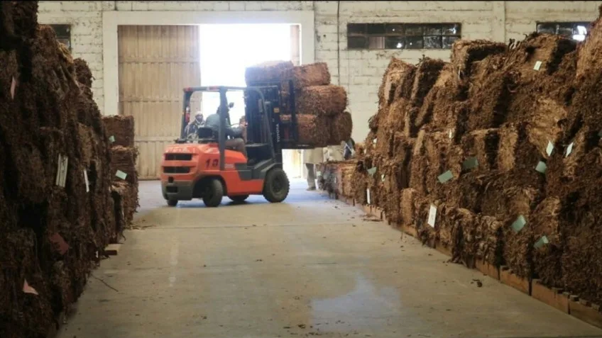 Productores tabacaleros recibirán pago de sobreprecio en agosto
