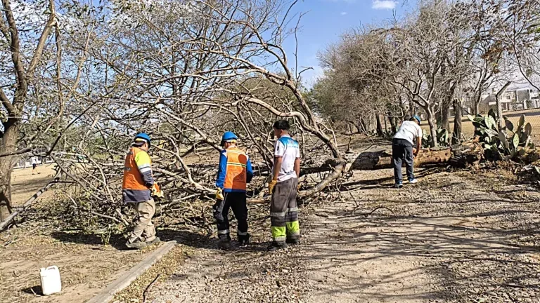 El municipio trabajó para despejar árboles tras el intenso viento
