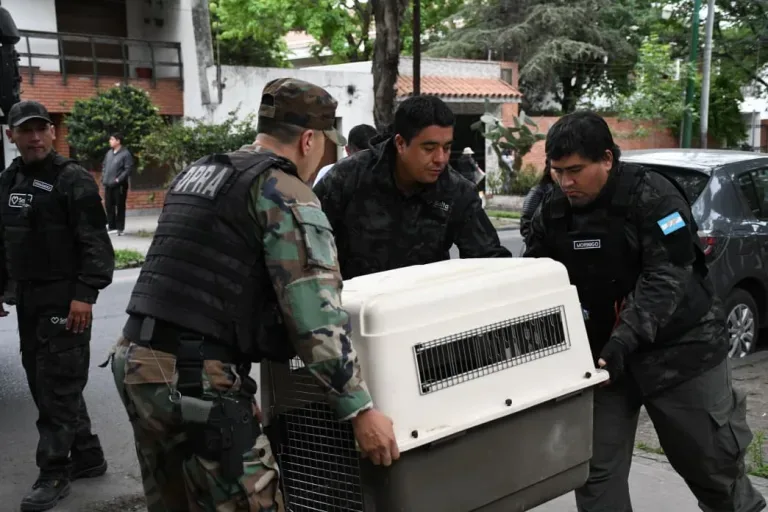 Rescate de un aguilucho taguató en Salta