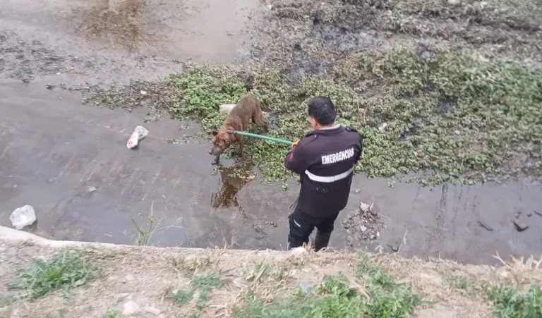 Rescate de un perro atrapado en Salta por trabajadores municipales