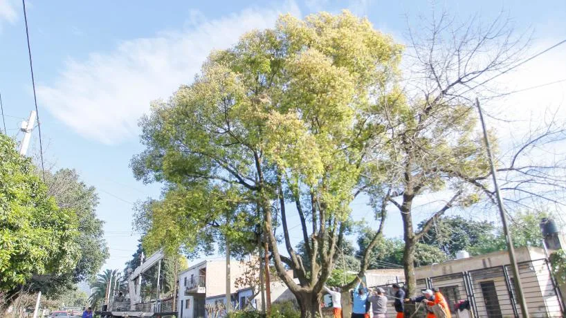 Mantenimiento de árboles en calle Sarmiento de Tafí Viejo