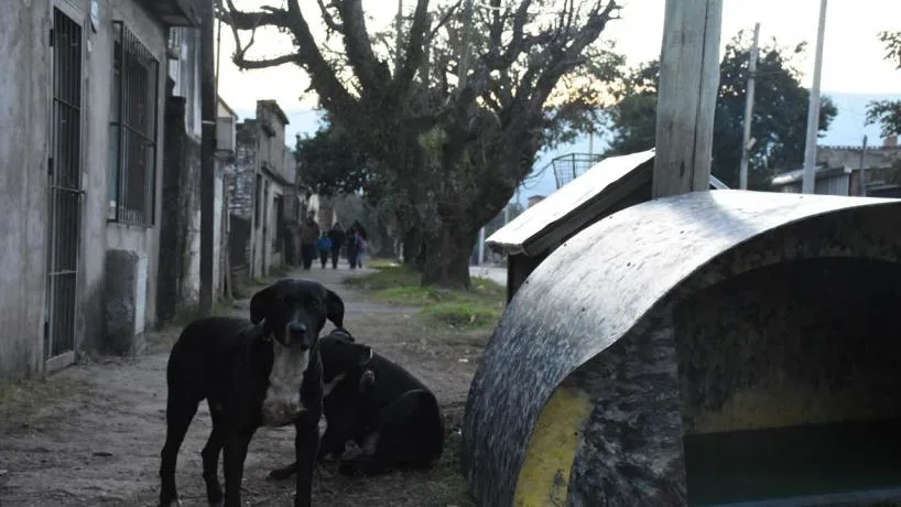 Tafí Viejo lanza campaña para proteger a los animales