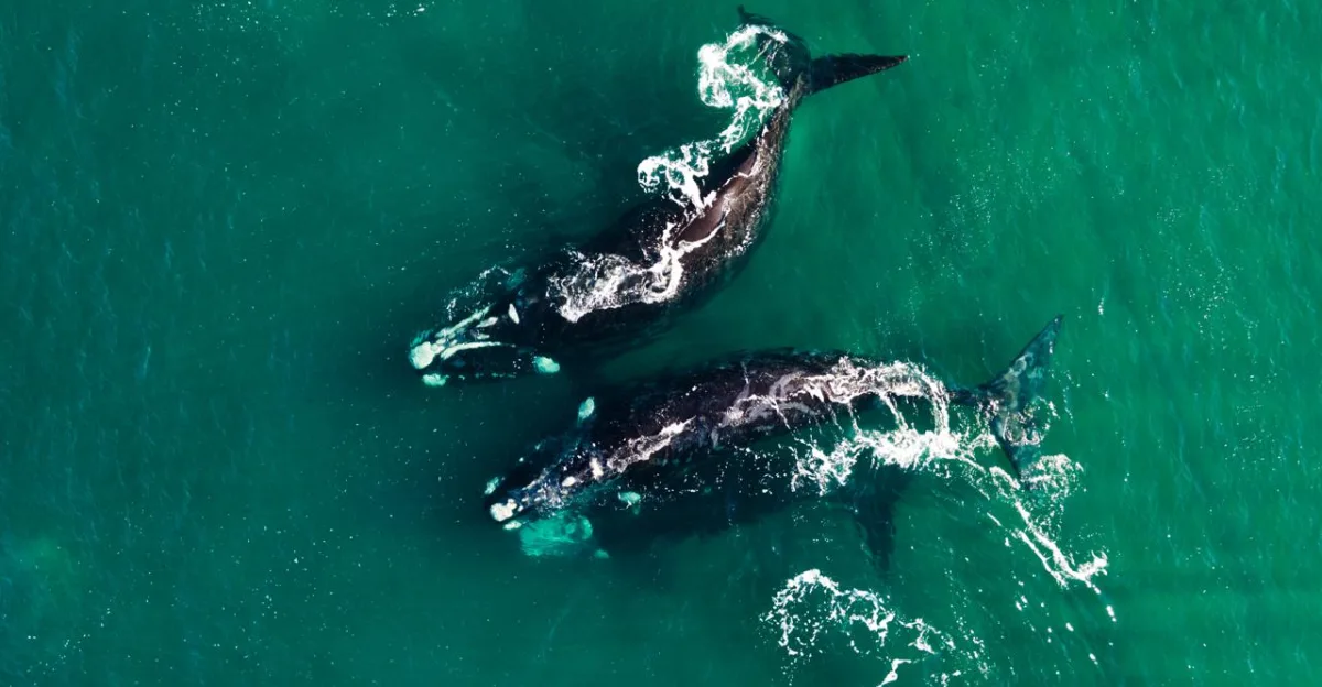Concurso de cuentos sobre ballenas en Puerto Madryn