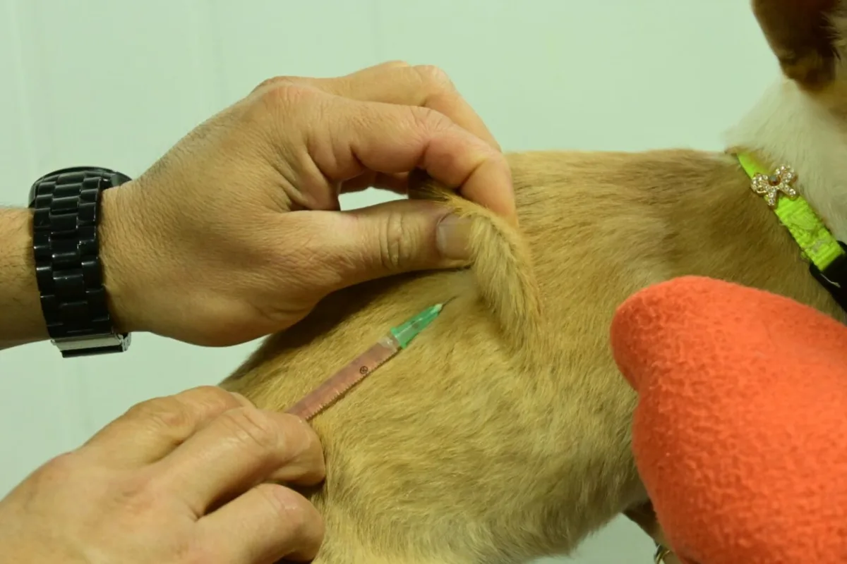 Continúan las campañas gratuitas de salud para mascotas en Puerto Madryn
