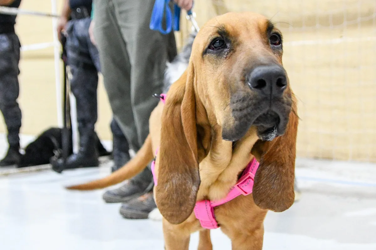 Relevamiento de mascotas en San Miguel y Roque González