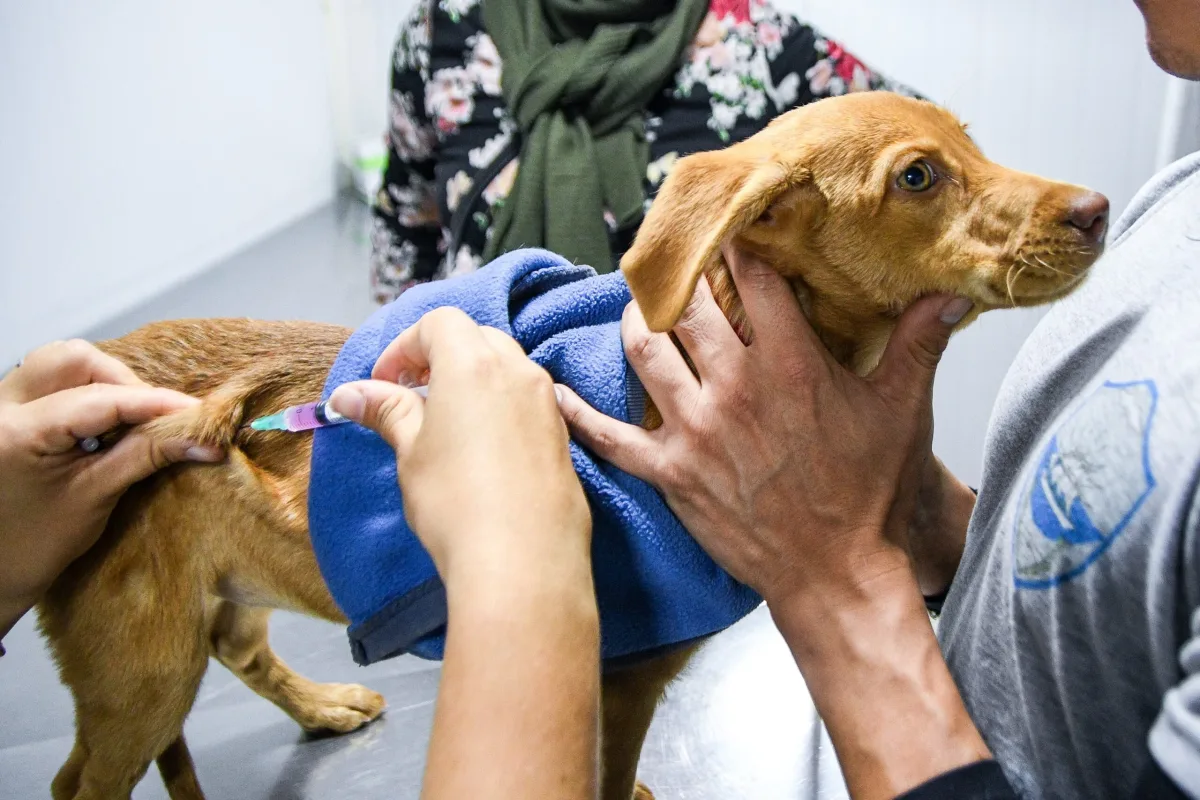 Vacunaciones y castraciones gratuitas para mascotas en Puerto Madryn