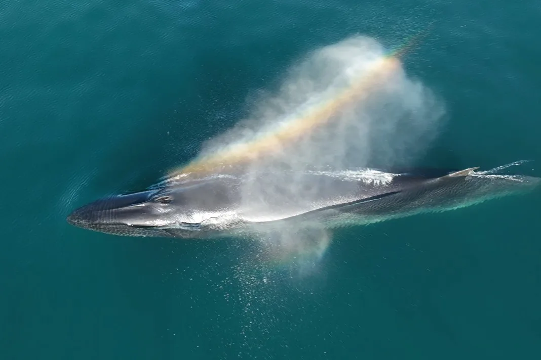 Investigación revela trayecto migratorio de ballenas sei en el golfo San Jorge