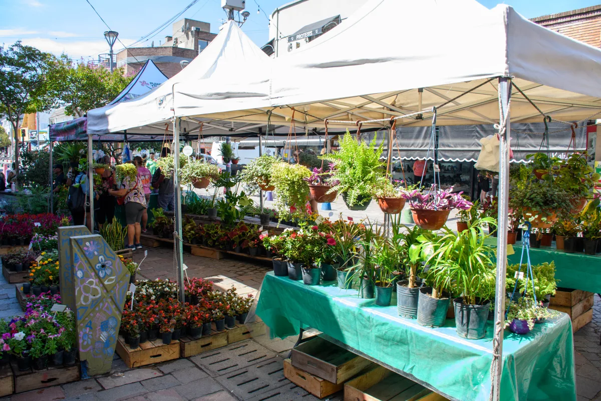 Jornada florícola en Monteagudo con precios accesibles
