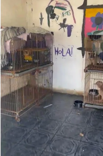 Rescatan 87 perros en un criadero ilegal en Ingeniero Allan