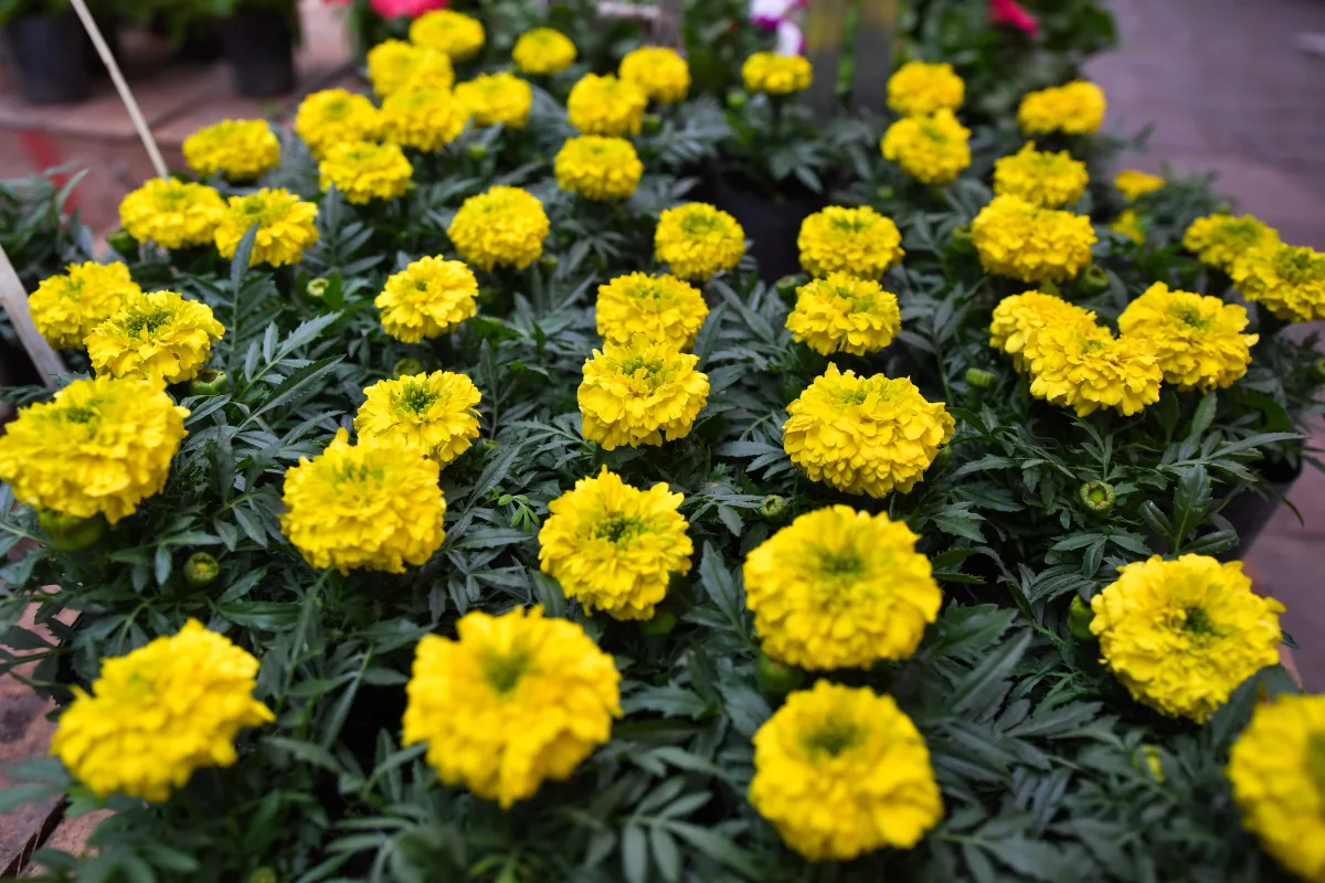 Talleres gratuitos sobre botánica en la Fiesta de la Flor
