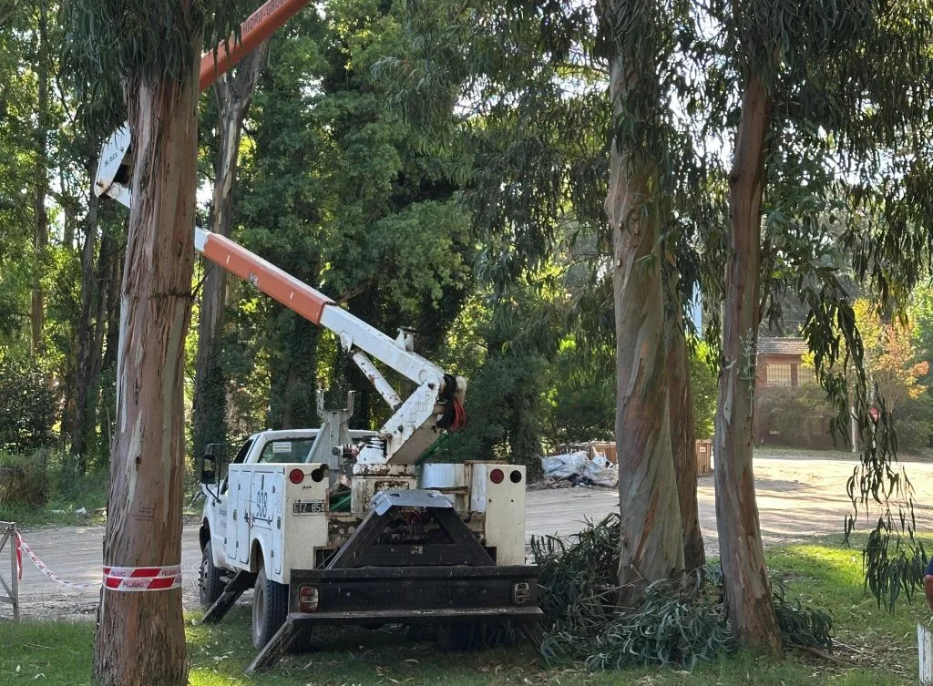 Poda y extracción de árboles en Cariló el 24 de junio