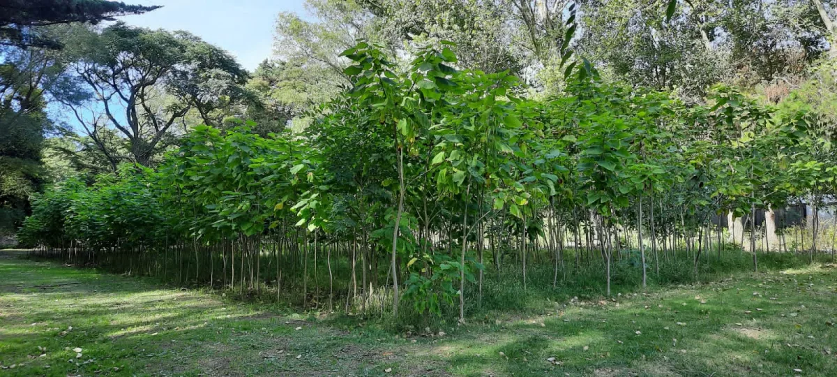 Nueva entrega de árboles gratuitos en el Vivero Municipal de Necochea