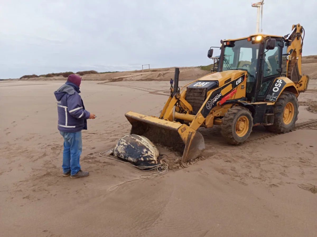 Tortuga laúd sin vida hallada en Necochea será preservada para estudios