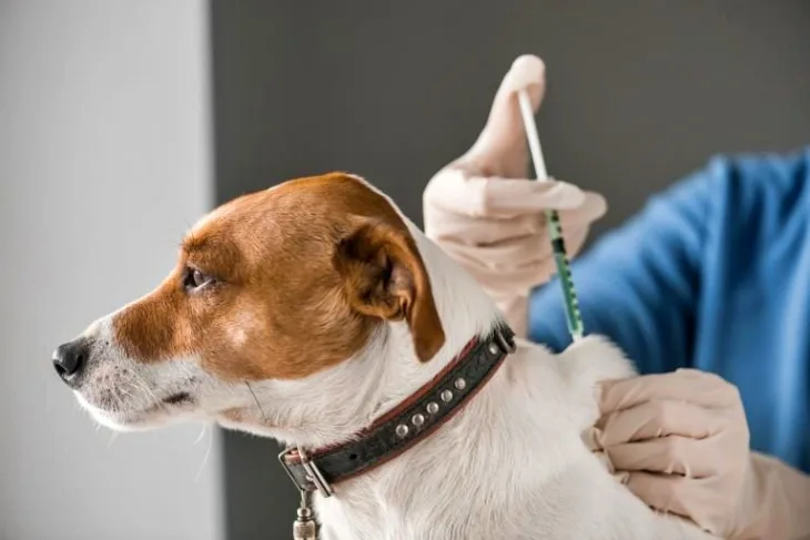 Vacunación antirrábica gratuita en La Costa para mascotas