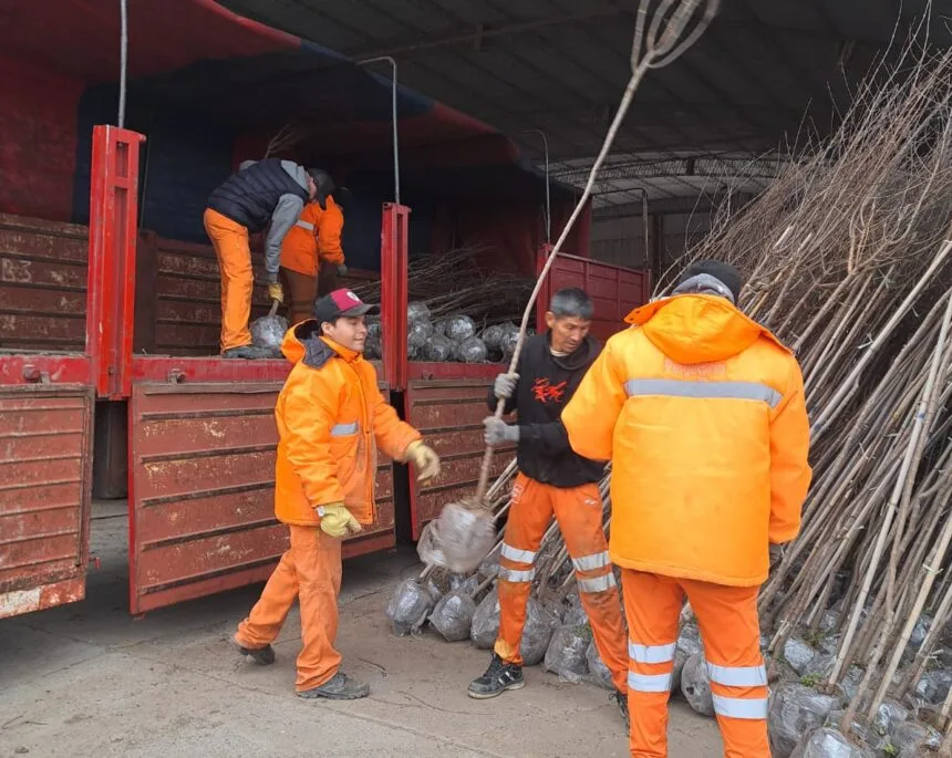 Inicia la plantación de árboles en Pergamino para vecinos solicitantes