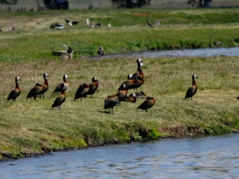 Nueva jornada de avistaje de aves en San Francisco para noviembre