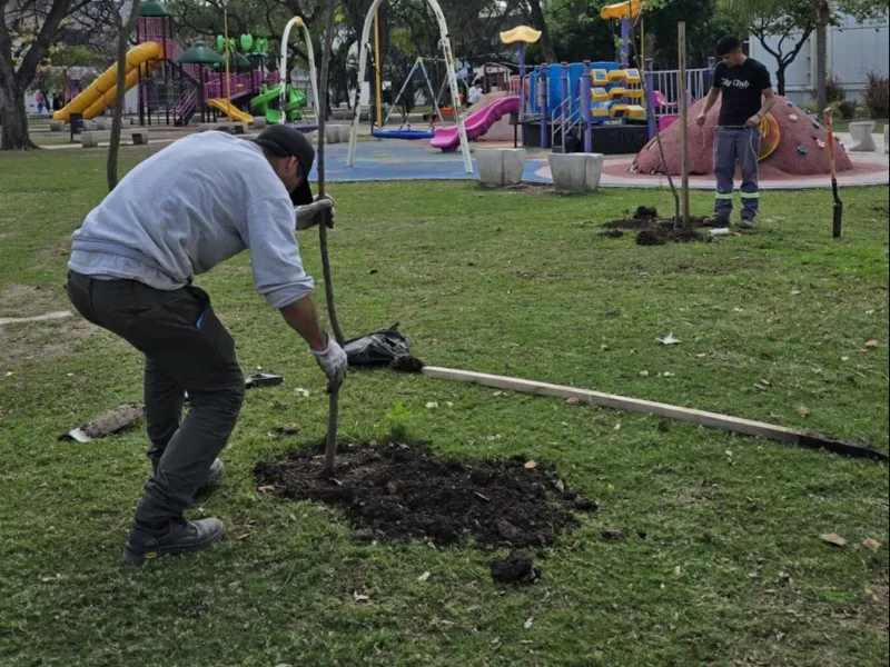 Se repusieron árboles en espacios públicos de la ciudad