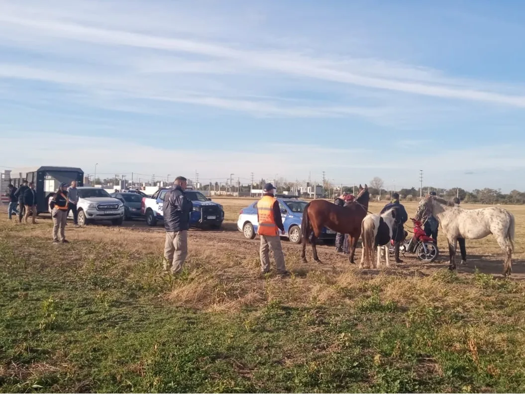 Nuevo operativo para controlar caballos sueltos en la ciudad