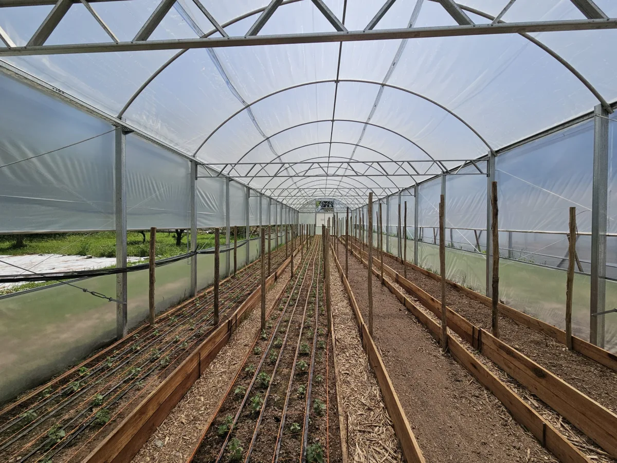 Se sembraron seis variedades de girasol ornamental en Bell Ville