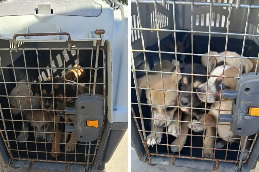Rescatan 13 perros en situación de abandono en zona norte