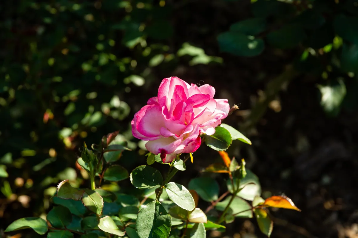 Talleres de poda de rosales en la Escuela de Jardinería en julio