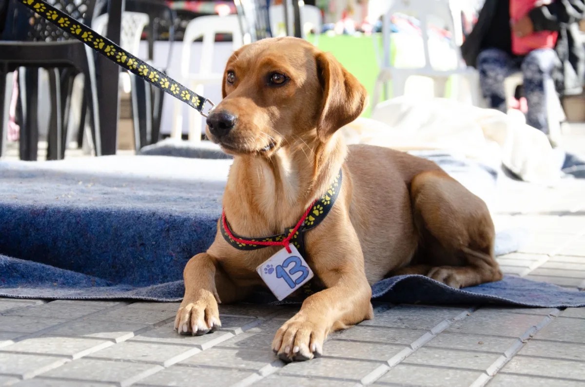 Adopción responsable y caminatas recreativas en Las Heras en junio