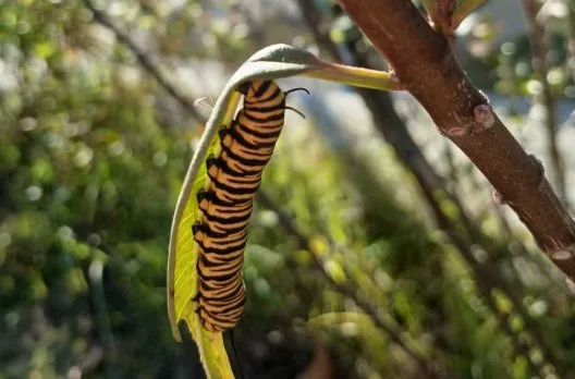 Aparecen orugas de mariposa monarca en Gualeguaychú