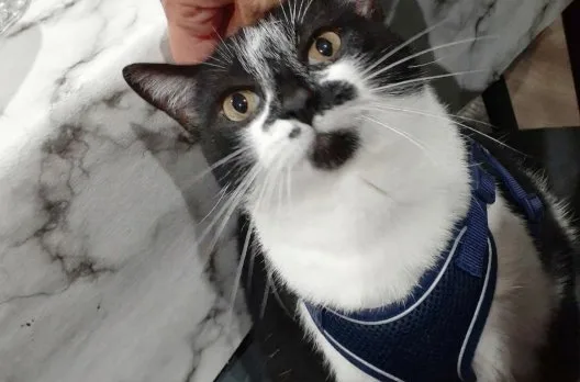 Castraciones gratuitas para mascotas del 13 al 16 de octubre