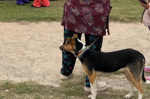 Castraciones gratuitas para mascotas del 22 al 26 de junio en Gualeguaychú
