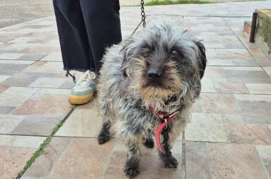 Castraciones gratuitas para mascotas del 24 al 28 de agosto en Gualeguaychú
