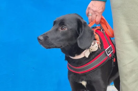 Castraciones gratuitas para mascotas en Gualeguaychú del 10 al 14 de agosto