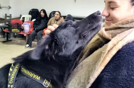 Castraciones gratuitas para mascotas en Gualeguaychú del 7 al 11 de septiembre