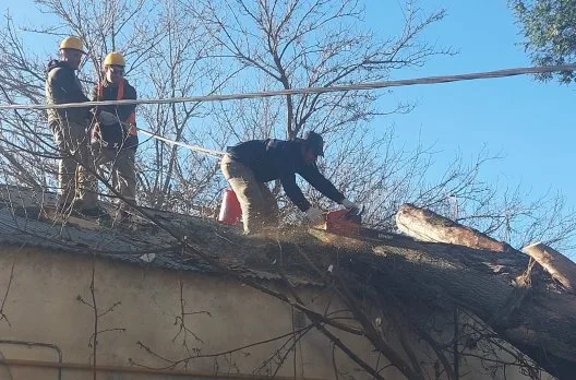 El Municipio actuó rápidamente tras la caída de un árbol en el hospital
